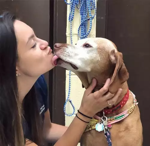 vet getting her face licked by dog at Animal Hospital in WIlton, NY