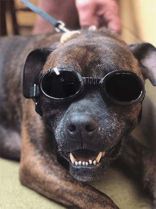 Laser therapy - Bailey