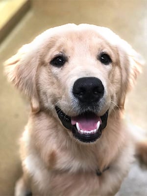 golden-retriever-at-saratoga-vet-hospital Pet Surgery & Imaging in Wilton, NY