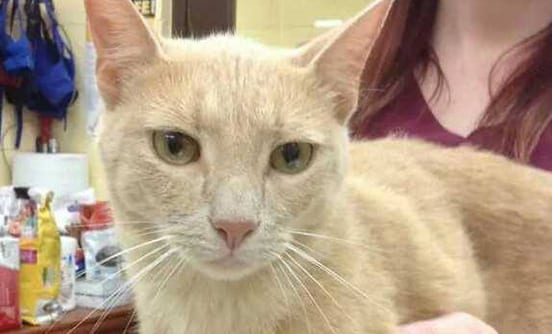 pet-cat-cat-at-saratoga White Cat Boarding in Wilton, NY