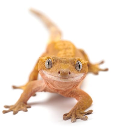 lizard gecko isolated on white background lizard gecko isolated on white background