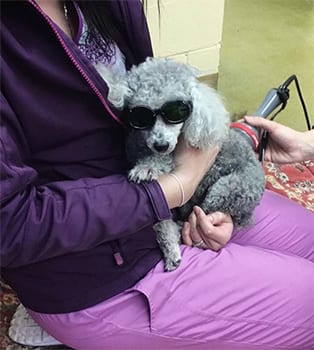 a dog receiving laser therapy treatment