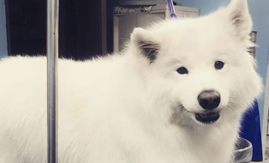 white-dog-grooming-at-saratoga Grooming for Pets in Wilton, NY