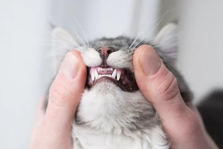 do kittens lose their teeth