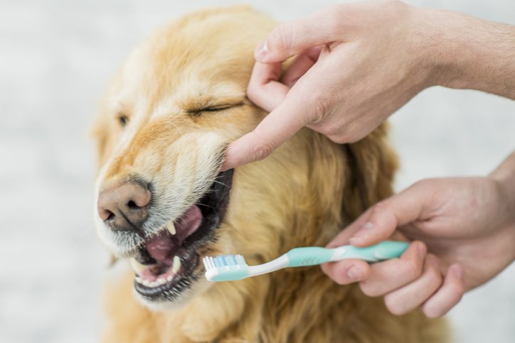 Dog teeth brushing in Wilton, NY