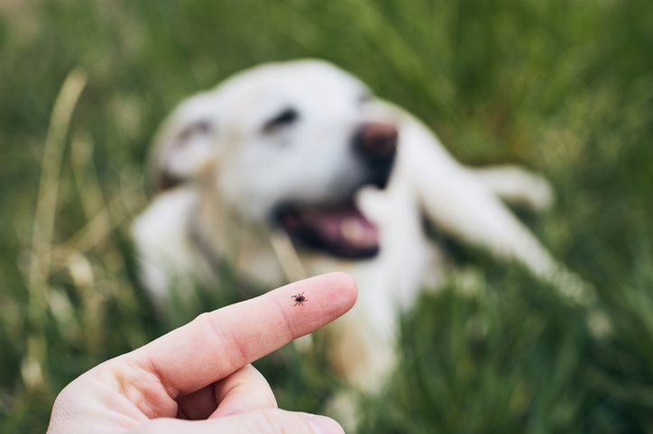 parasite prevention for dogs saratoga springs ny
