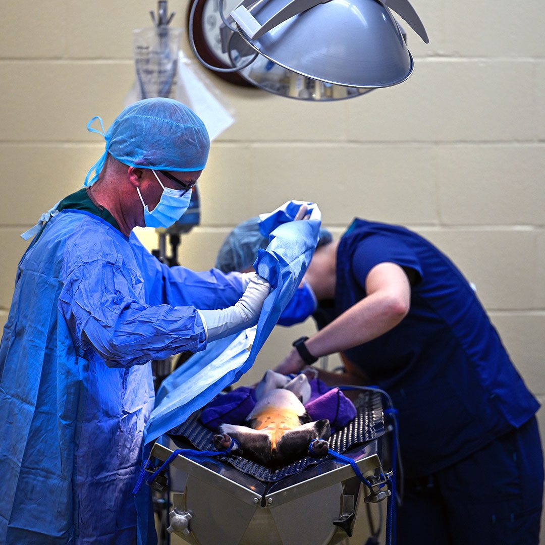 veterinarians performing surgery