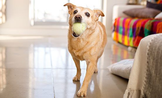 older dog with ball