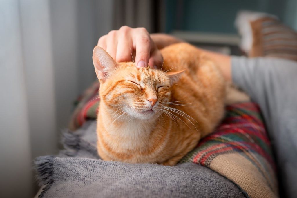 an orange cat being pet
