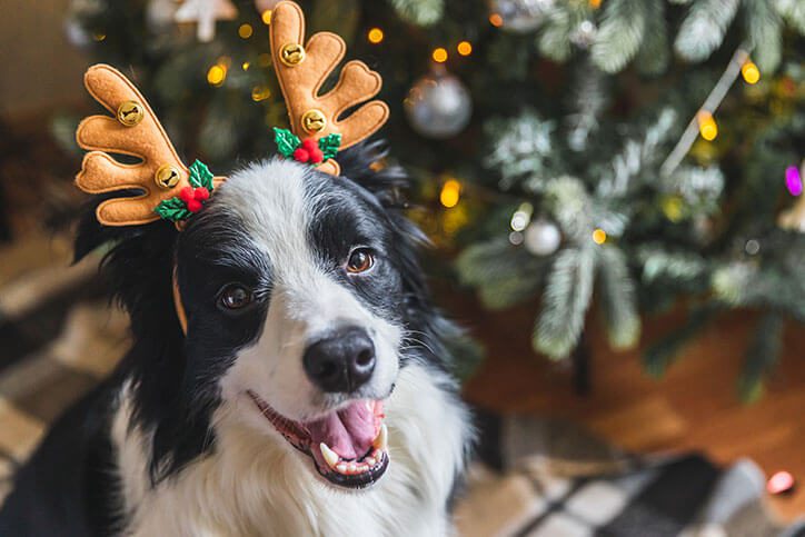 a dog wearing reindeer antler headband next to a christmas tree