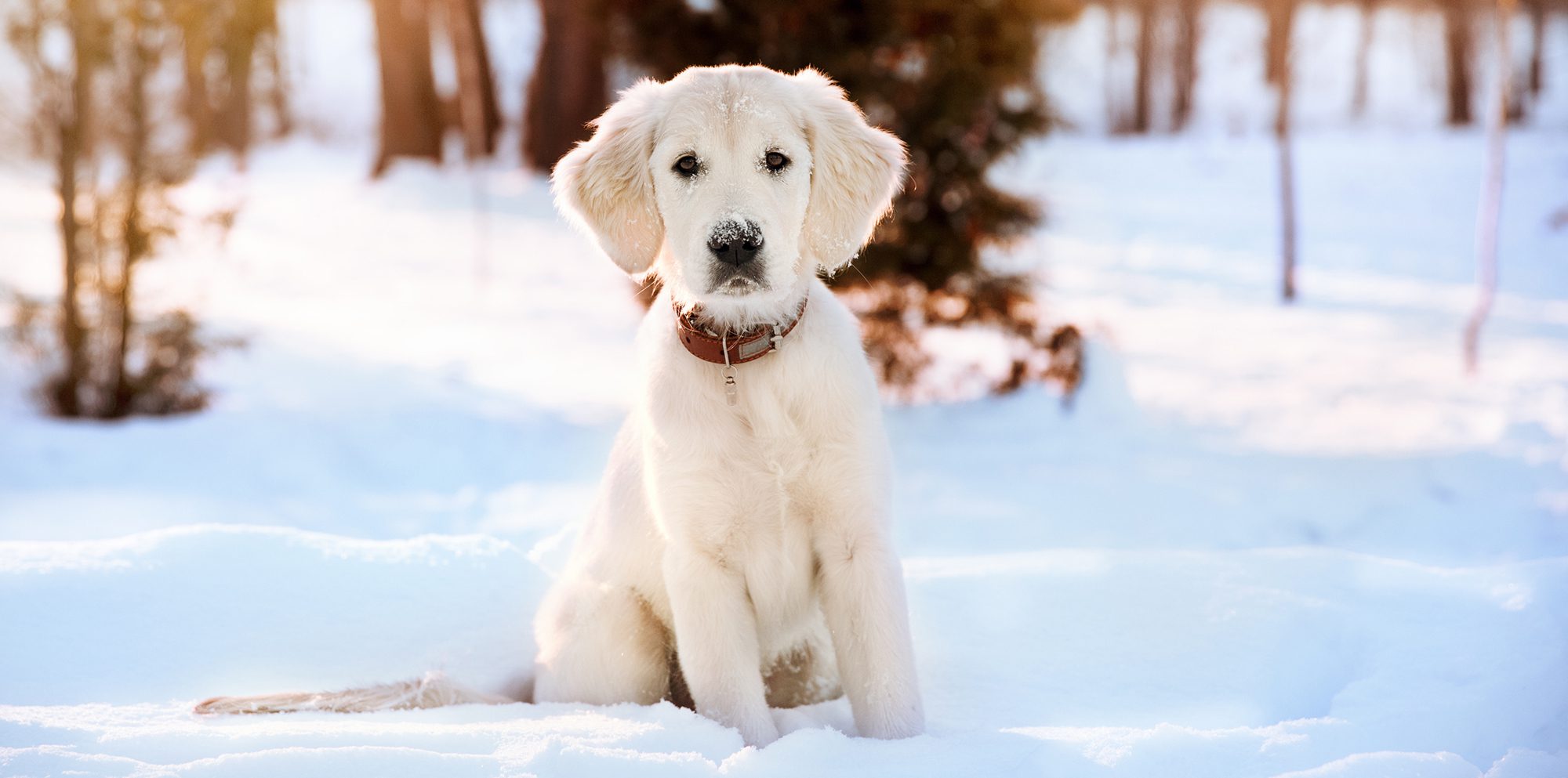 frostbite dogs paws saratoga springs ny