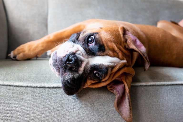 what-shots-does-my-puppy-need-in-wilton-ny-saratoga-veterinary-hospital