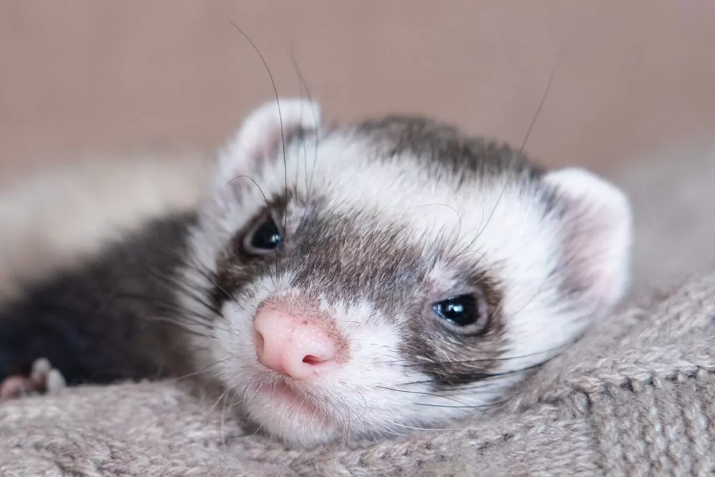 a ferret laying down on a light brown sweater