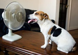 how to keep your dog cool in summer wilton, ny