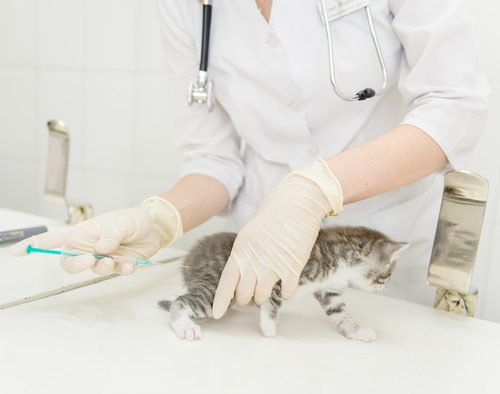 vet-administering-vaccine-in-kitten's-hind-leg