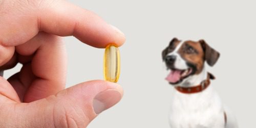 pet-owner-holding-supplement-tablet-in-front-of-dog