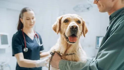 dog-with-owner-at-vet-clinic