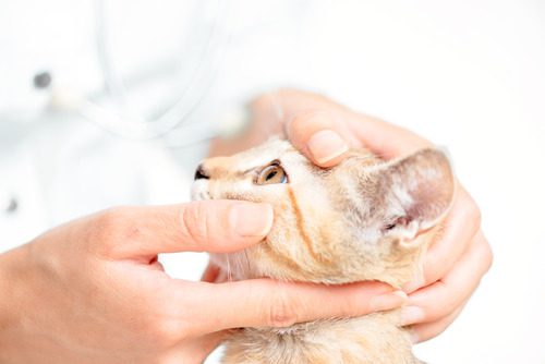 vet-examining-orange-cat's-eye