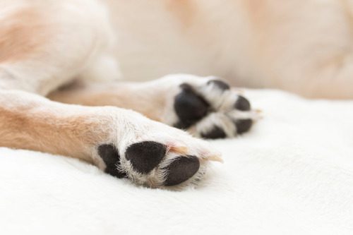 close-up-of-dog-paw-pads