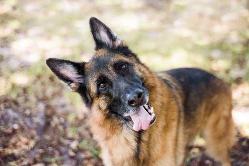 german-shepherd-dog-standing-outside-with-head-tilted-to-the-left