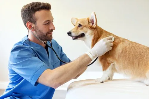 male-vet-listening-to-corgi-dog's-breathing-with-stethoscope