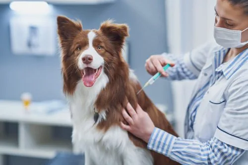 brown-border-collie-receiving-vaccine-from-female-vet-at-clinic