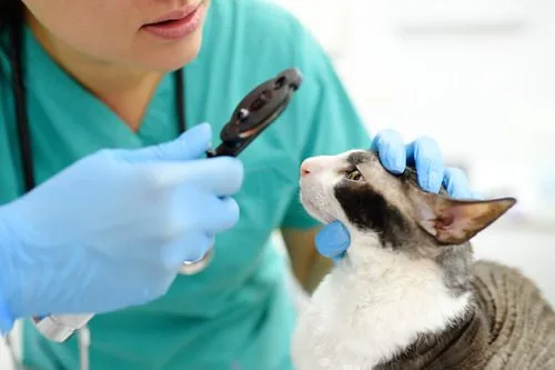 female-vet-examining-cat's-eye-at-clinic