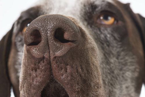 close-up-of-dog's-brown-nose