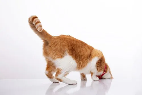 orange-and-white-cat-playing-against-a-white-background