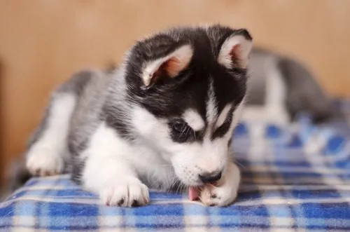 husky-puppy-laying-on-a-bed-licking-its-paw