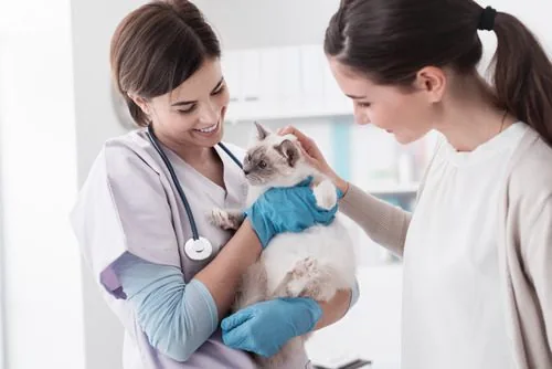 female-vet-holding-kitten-while-female-owner-pets-it-at-clinic