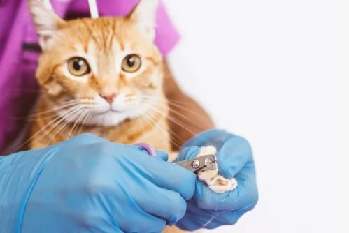 veterinarian trimming an orange cat's nails