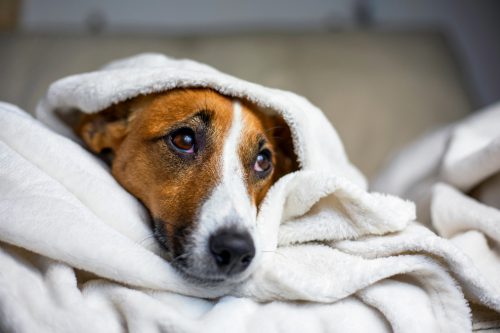 sick dog wrapped up in white fuzzy blanket