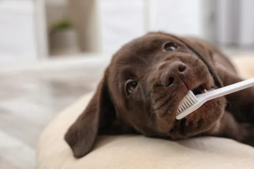 Brown labrador retriever puppy with a toothbrush in his mouth