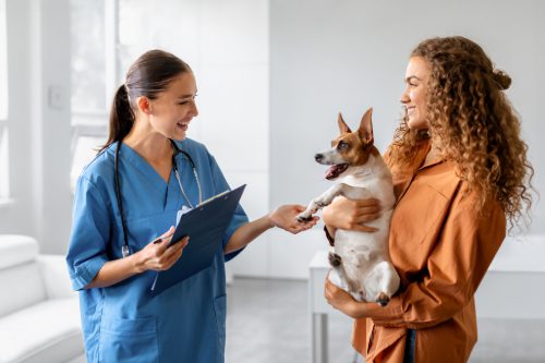 female vet talking with female owner holding her jack russell terrier dog at the clinic