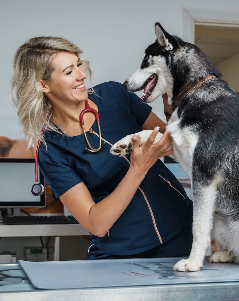female veterinarian smiling while holding husky's paw