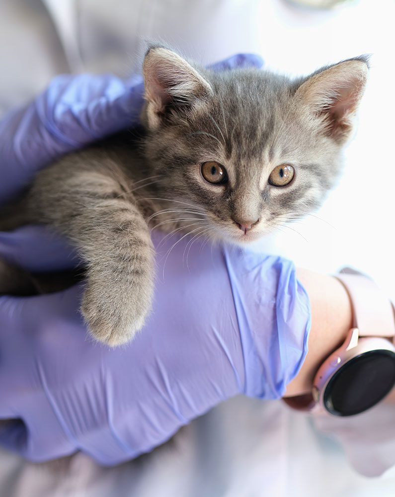 female veterinarian wearing purple gloves holding grey striped tabby kitten