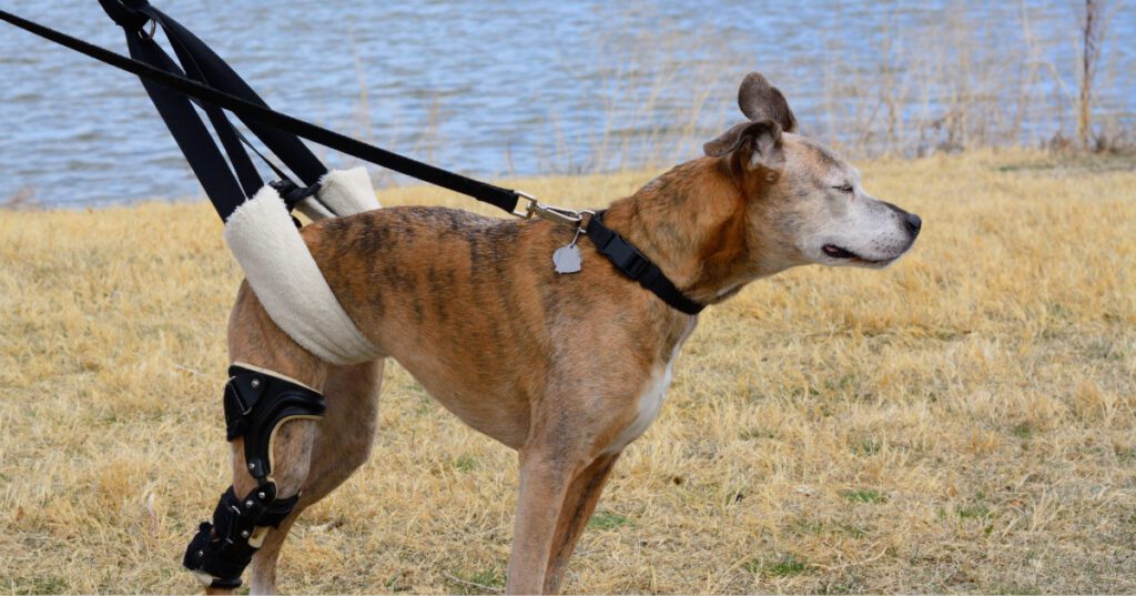 mixed breed boxer dog with orthotic brace for CCL knee injury