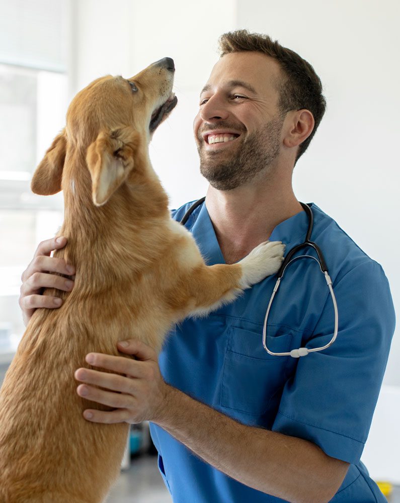 male veterinarian smiling while petting welsh pembroke corgi