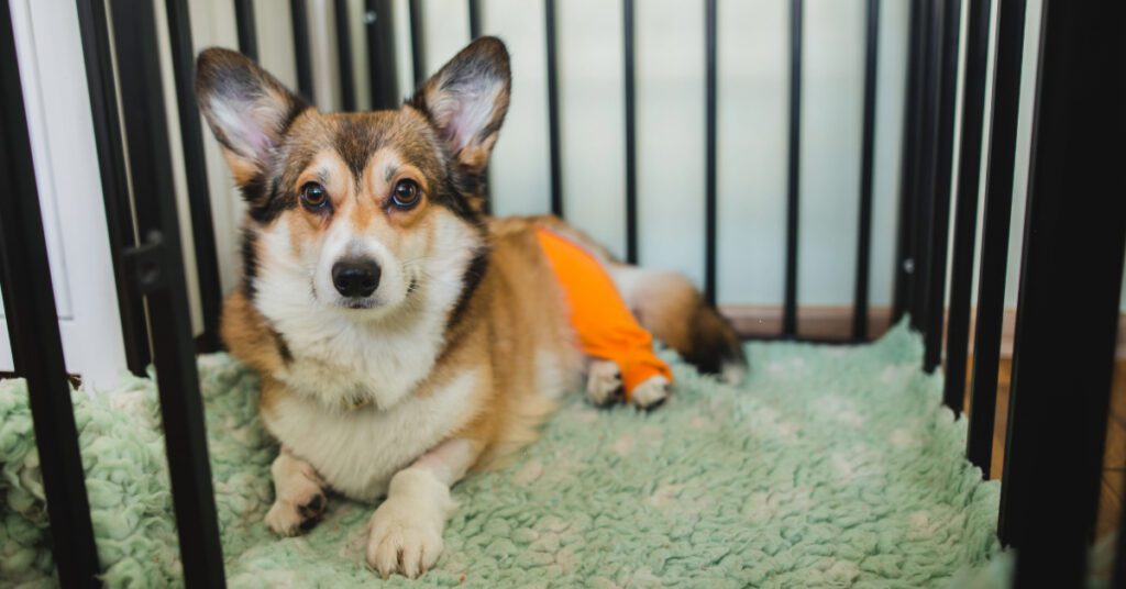 corgi dog resting in a comfy crate wearing a protective sleeve on its hind leg after TPLO surgery