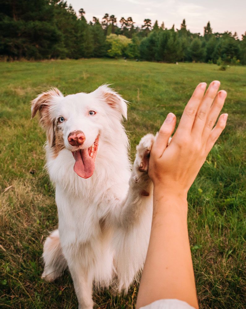 fluffy australian shepherd dog high-fiving person behind camera outdoors
