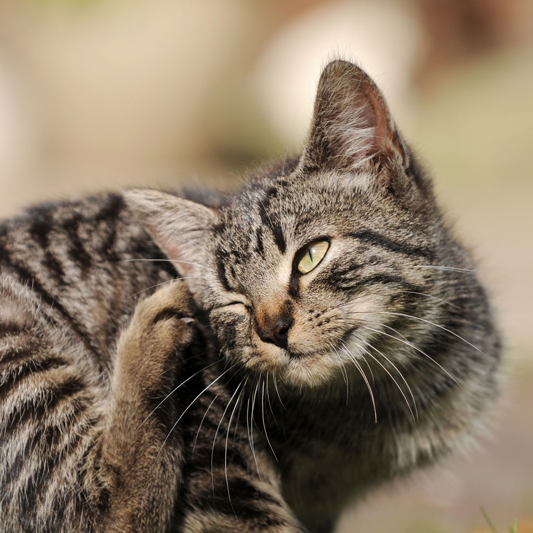 brown tabby cat scratching its face